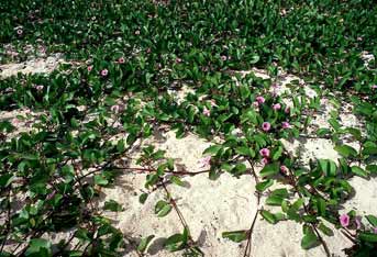 Ipomoea pes-caprae image