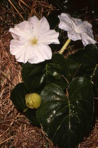 Ipomoea macrantha image