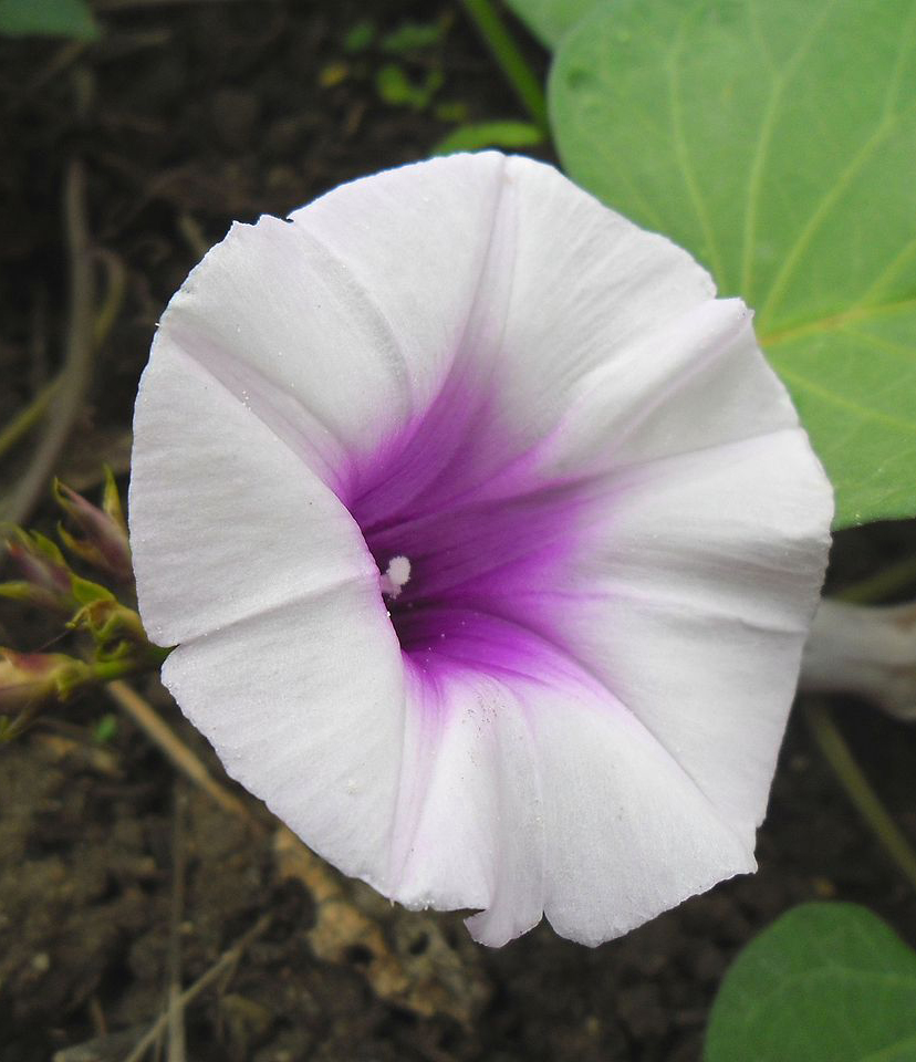 Ipomoea image