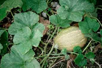 Cucurbita pepo image