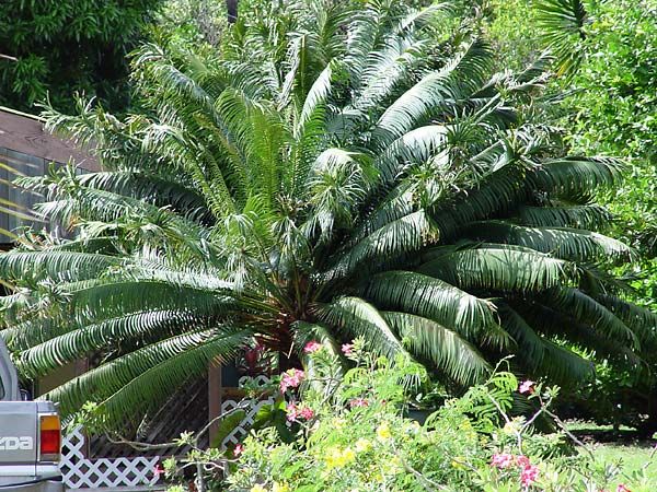 Cycas circinalis image