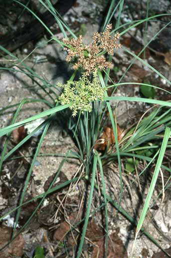 Mariscus javanicus image