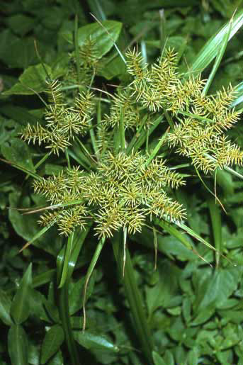 Torulinium odoratum image