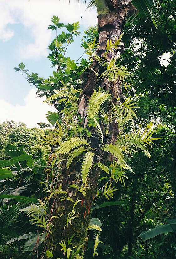 Nephrolepis acutifolia image