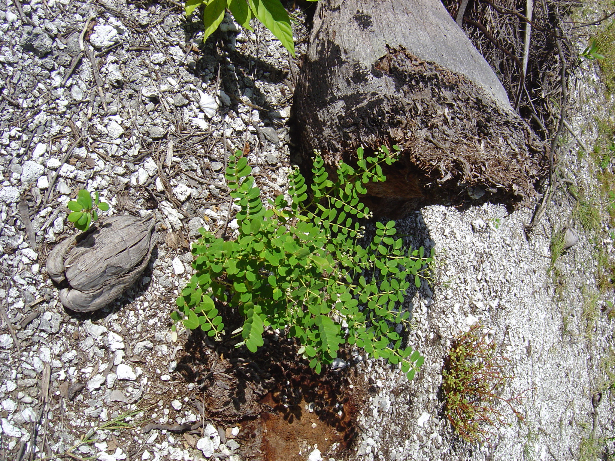 Phyllanthus amarus image