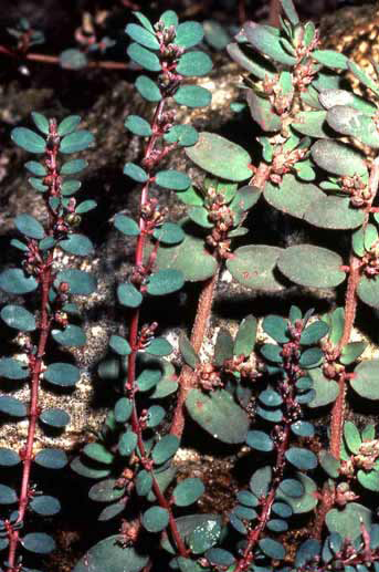 Chamaesyce prostrata image