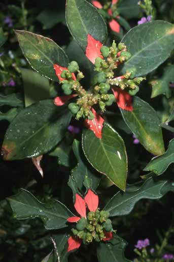 Euphorbia cyathophora image