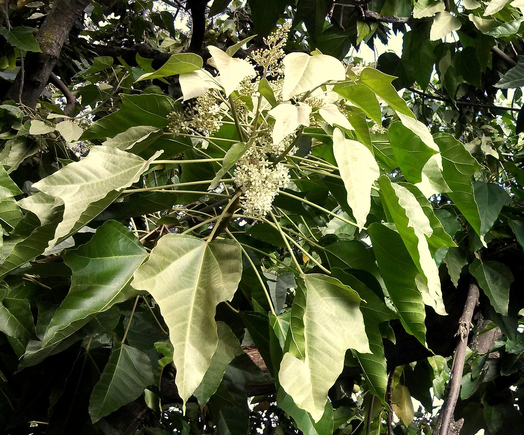 Aleurites moluccana image