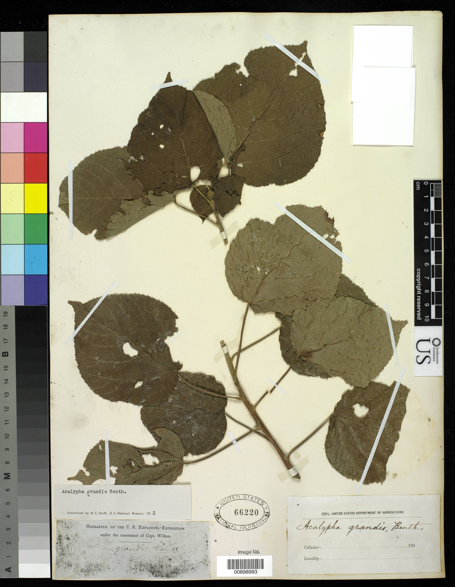 Acalypha grandis image