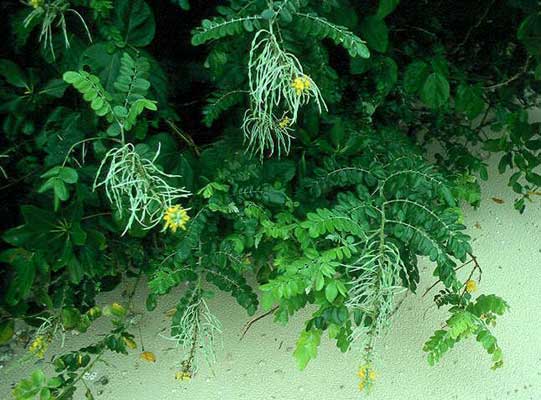 Sophora tomentosa image