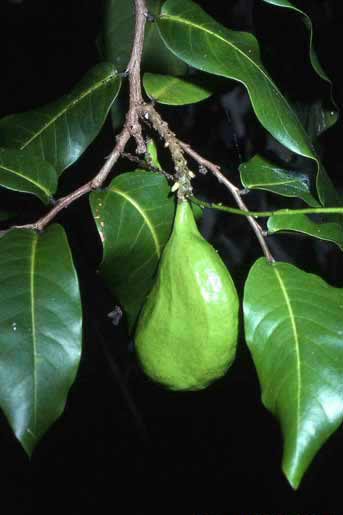 Inocarpus fagifer image