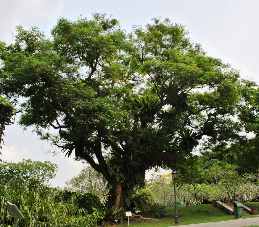 Adenanthera pavonina image