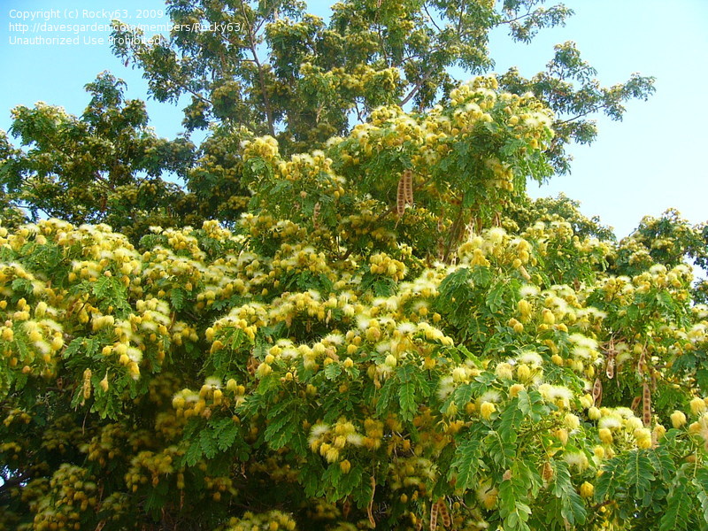 Albizia lebbeck image