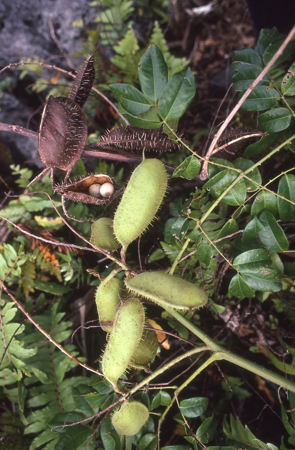 Caesalpinia bonduc image