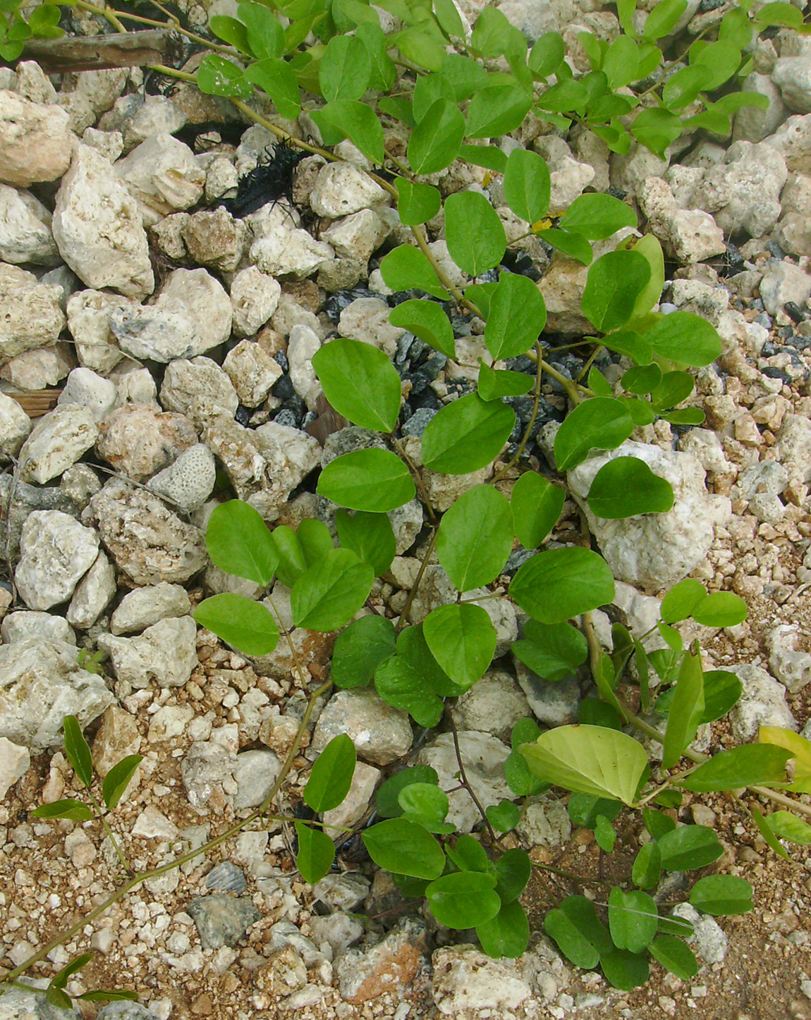 Canavalia rosea image