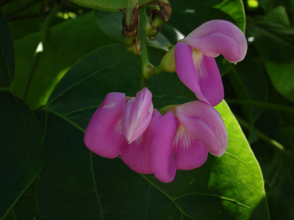 Canavalia rosea image