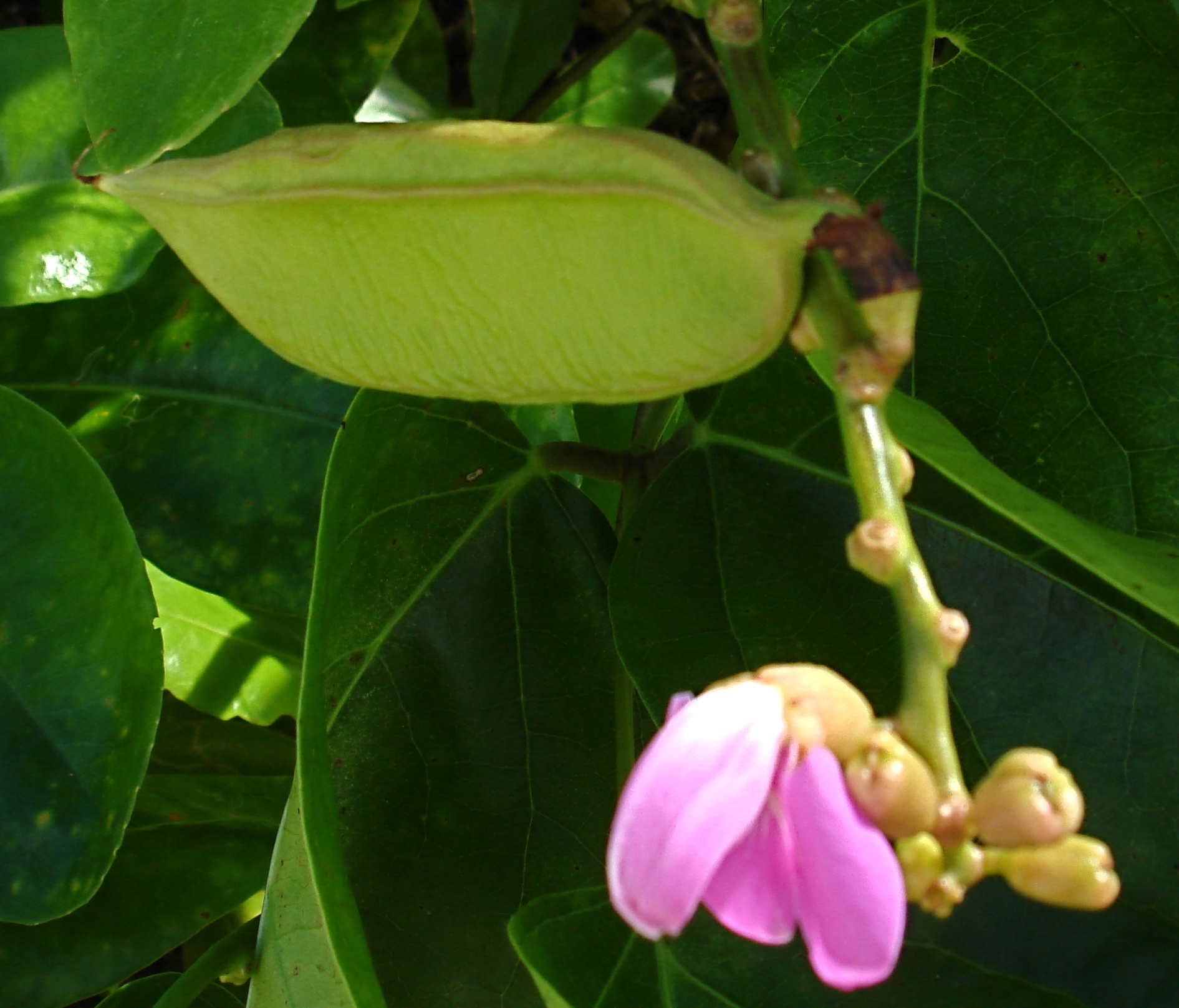 Canavalia rosea image