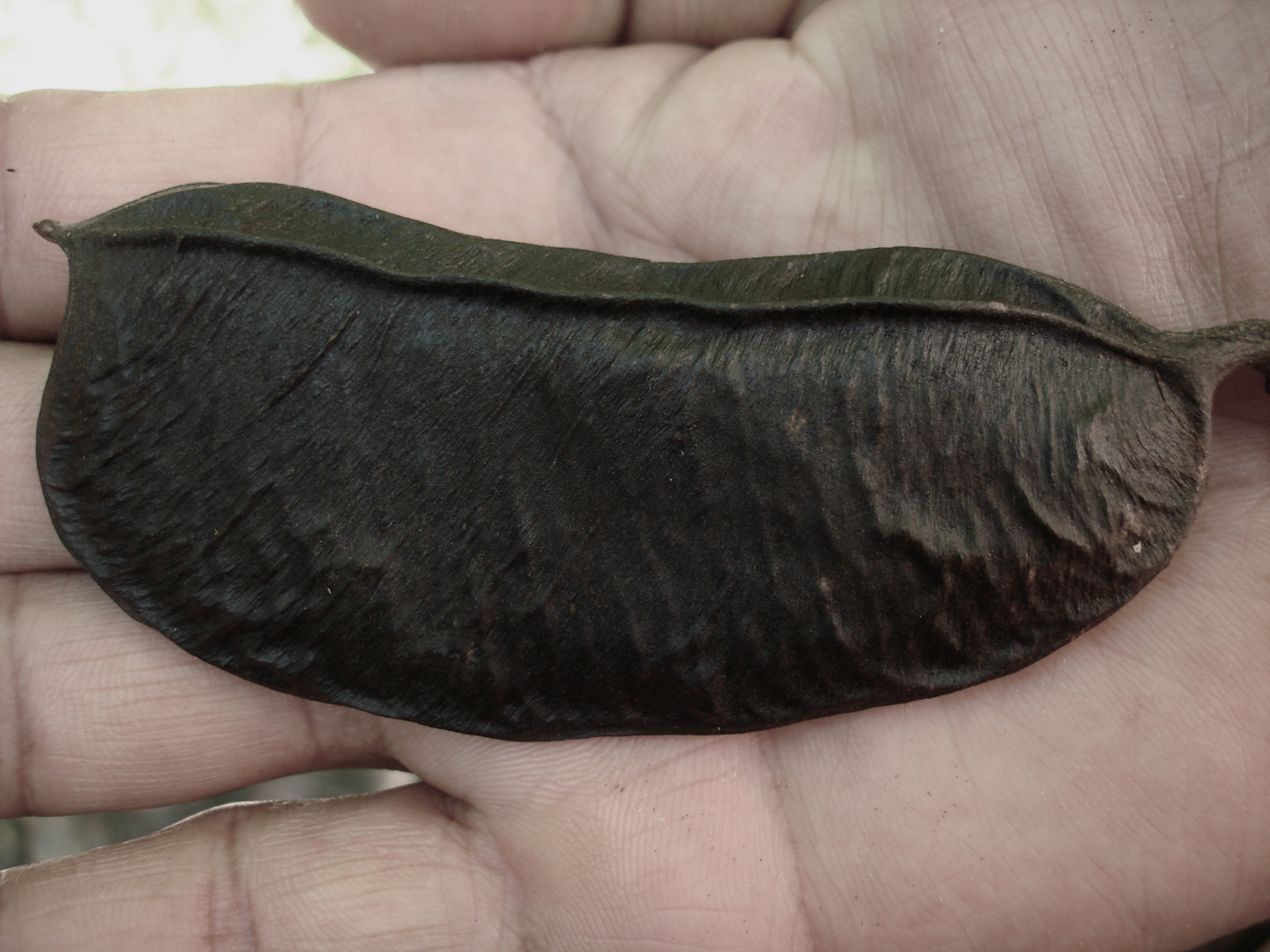 Canavalia rosea image