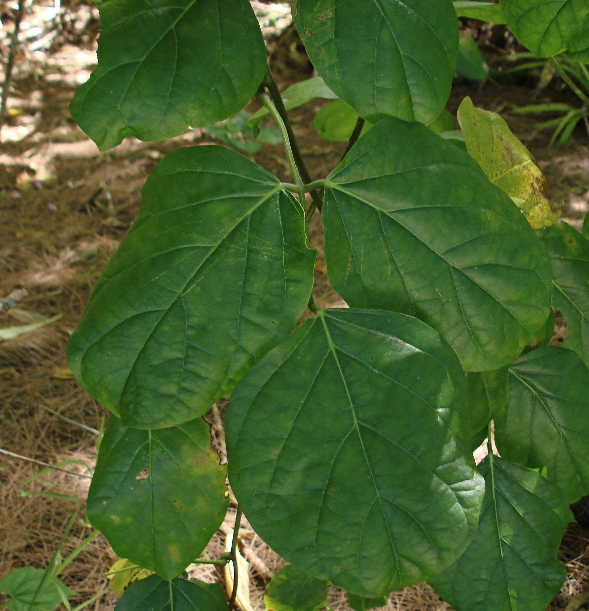 Canavalia rosea image