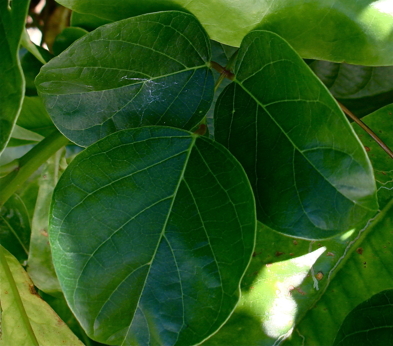 Canavalia rosea image