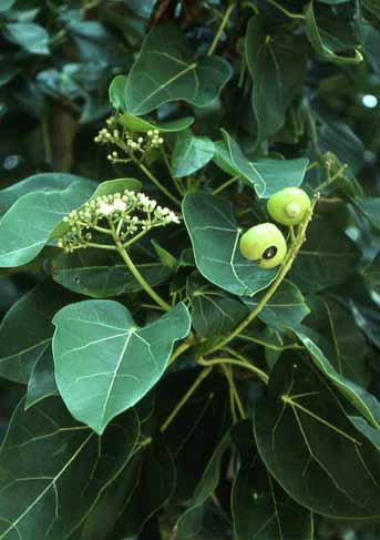 Hernandia nymphaeifolia image