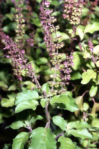 Ocimum tenuiflorum image