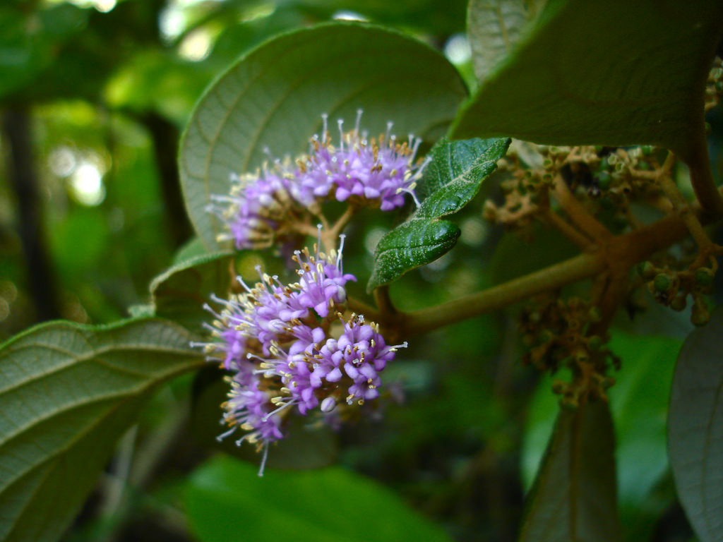 Callicarpa candicans image
