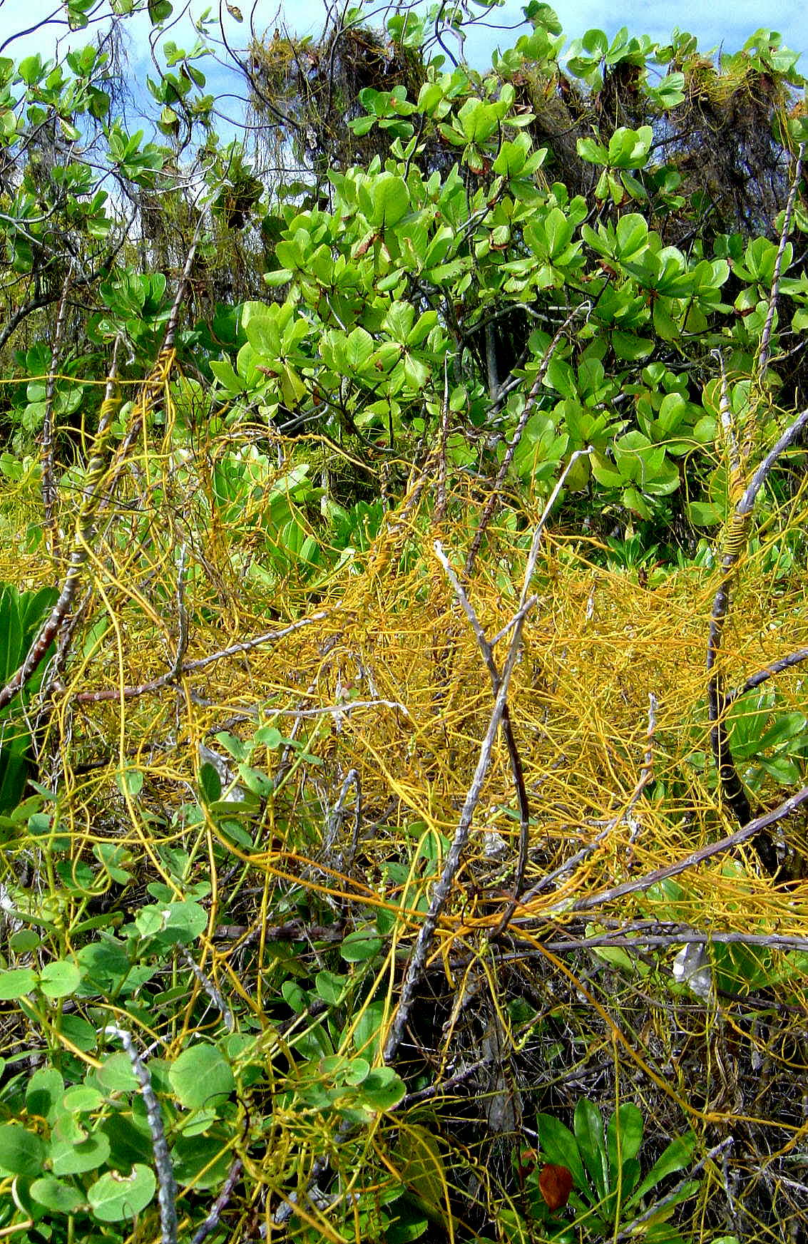Cassytha filiformis image