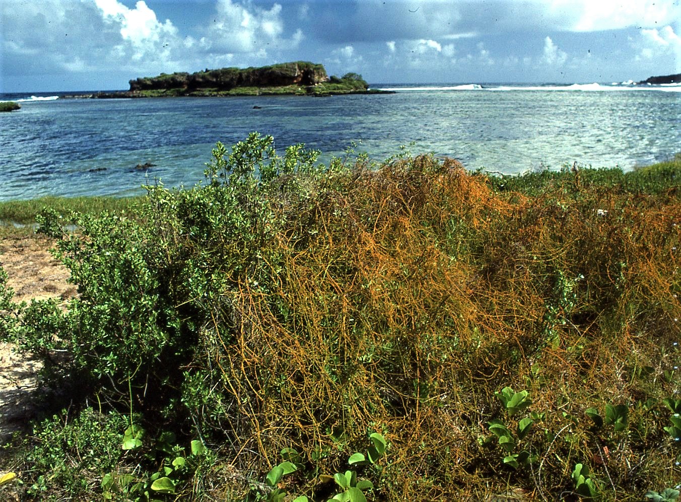 Cassytha filiformis image