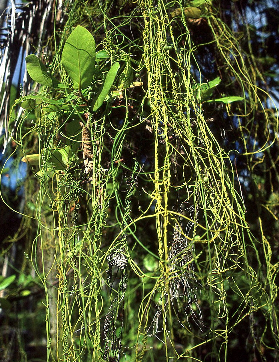 Cassytha filiformis image