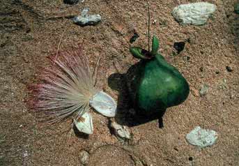Barringtonia asiatica image