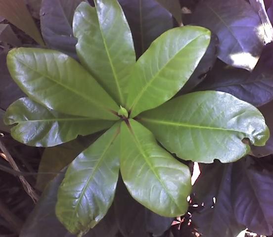 Barringtonia racemosa image