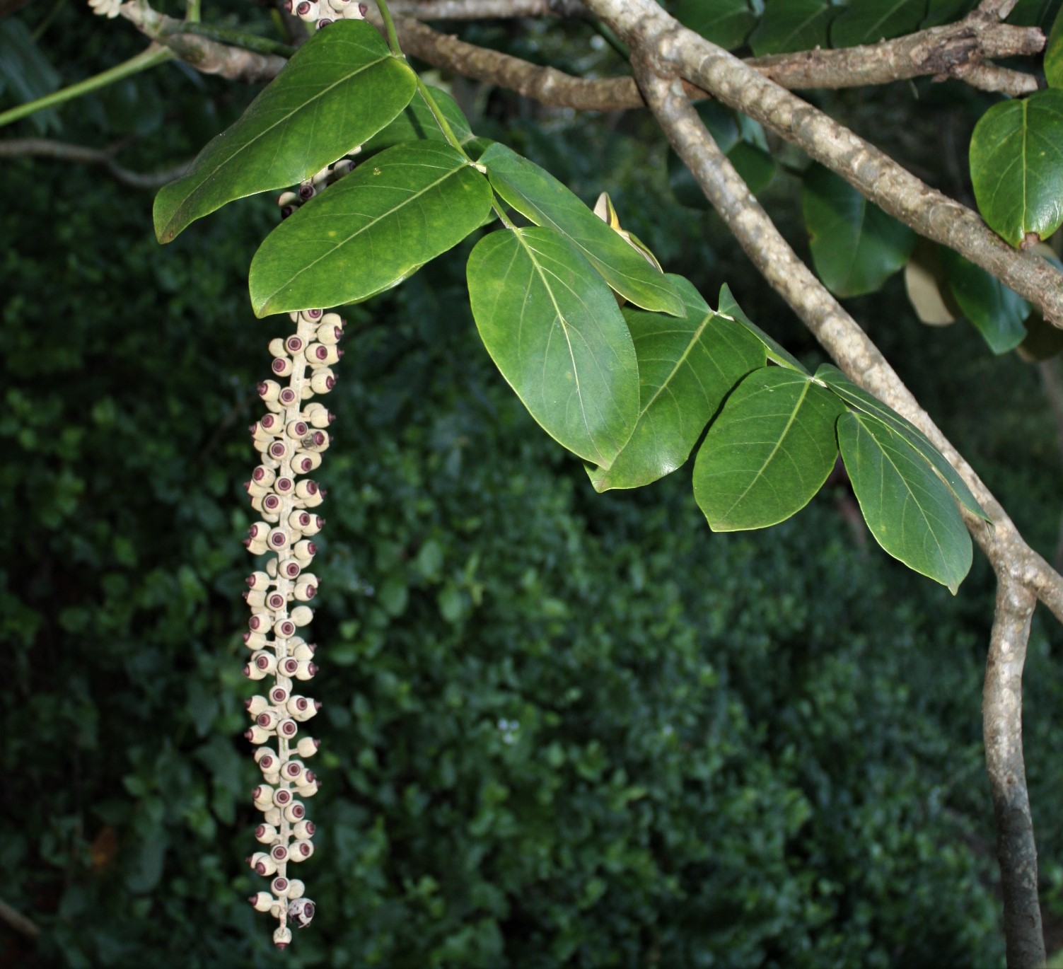 Barringtonia racemosa image