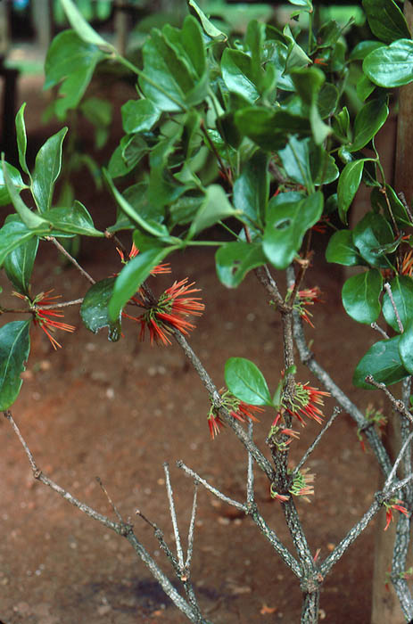 Amyema artensis image