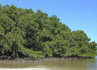 Sonneratia alba image