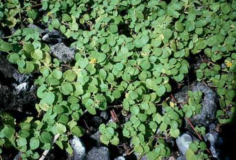 Triumfetta procumbens image