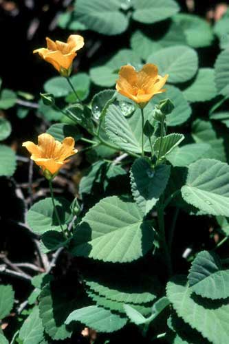 Sida fallax image