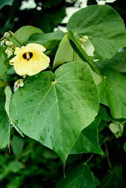Hibiscus tiliaceus image