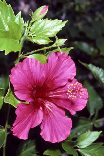 Hibiscus rosa-sinensis image