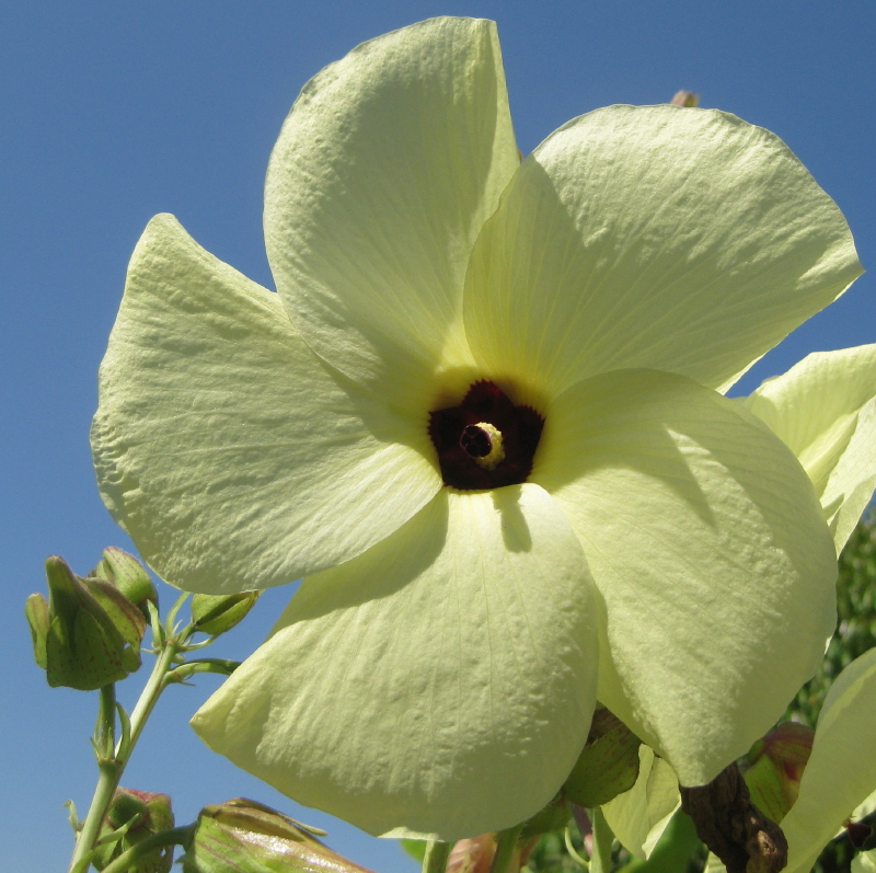 Abelmoschus manihot image
