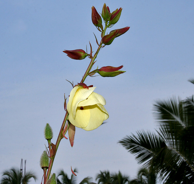 Abelmoschus manihot image