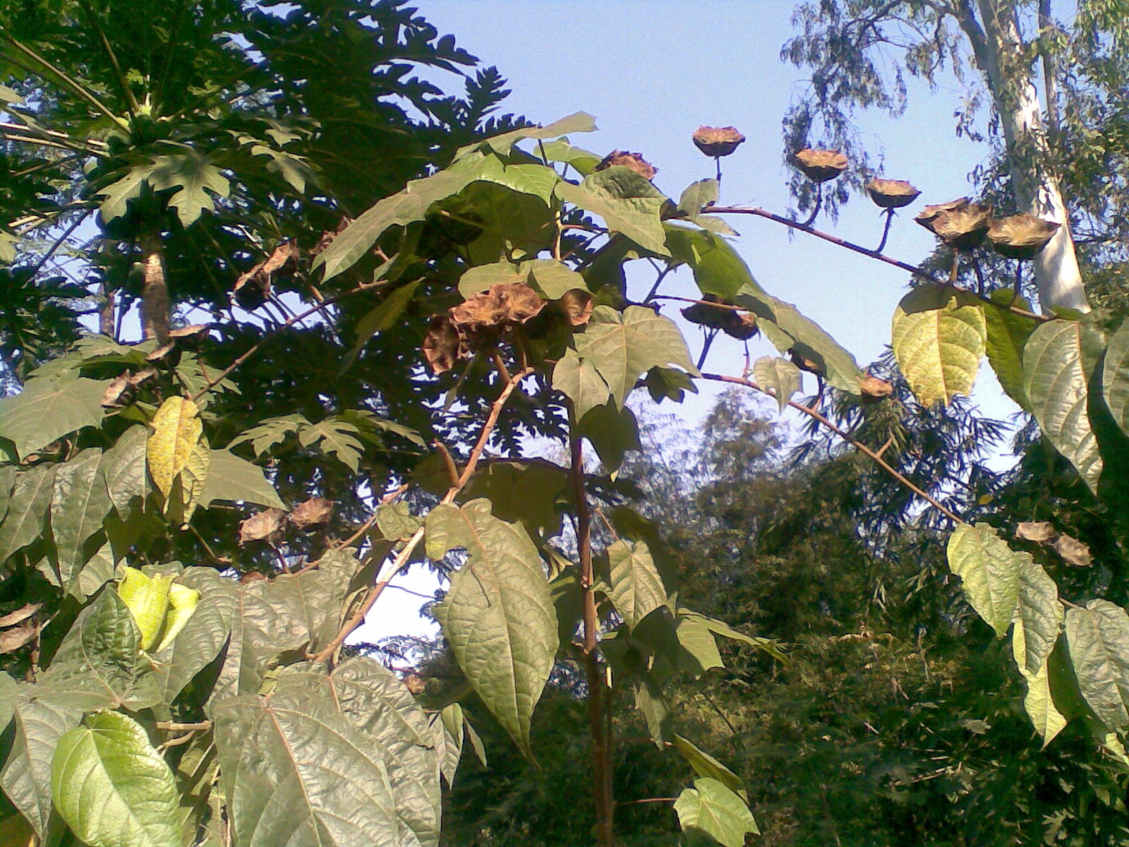 Abroma angustum image