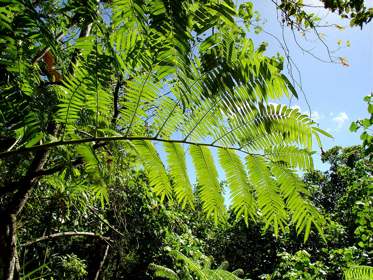 Angiopteris evecta image