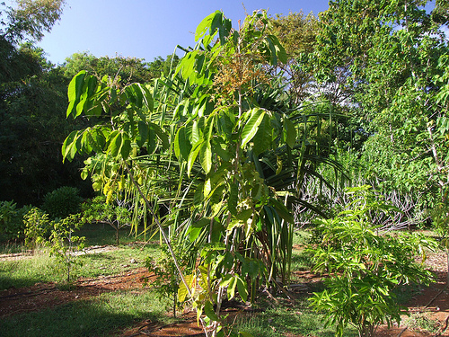 Aglaia mariannensis image