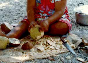 Artocarpus altilis image