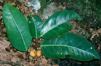 Ficus tinctoria image