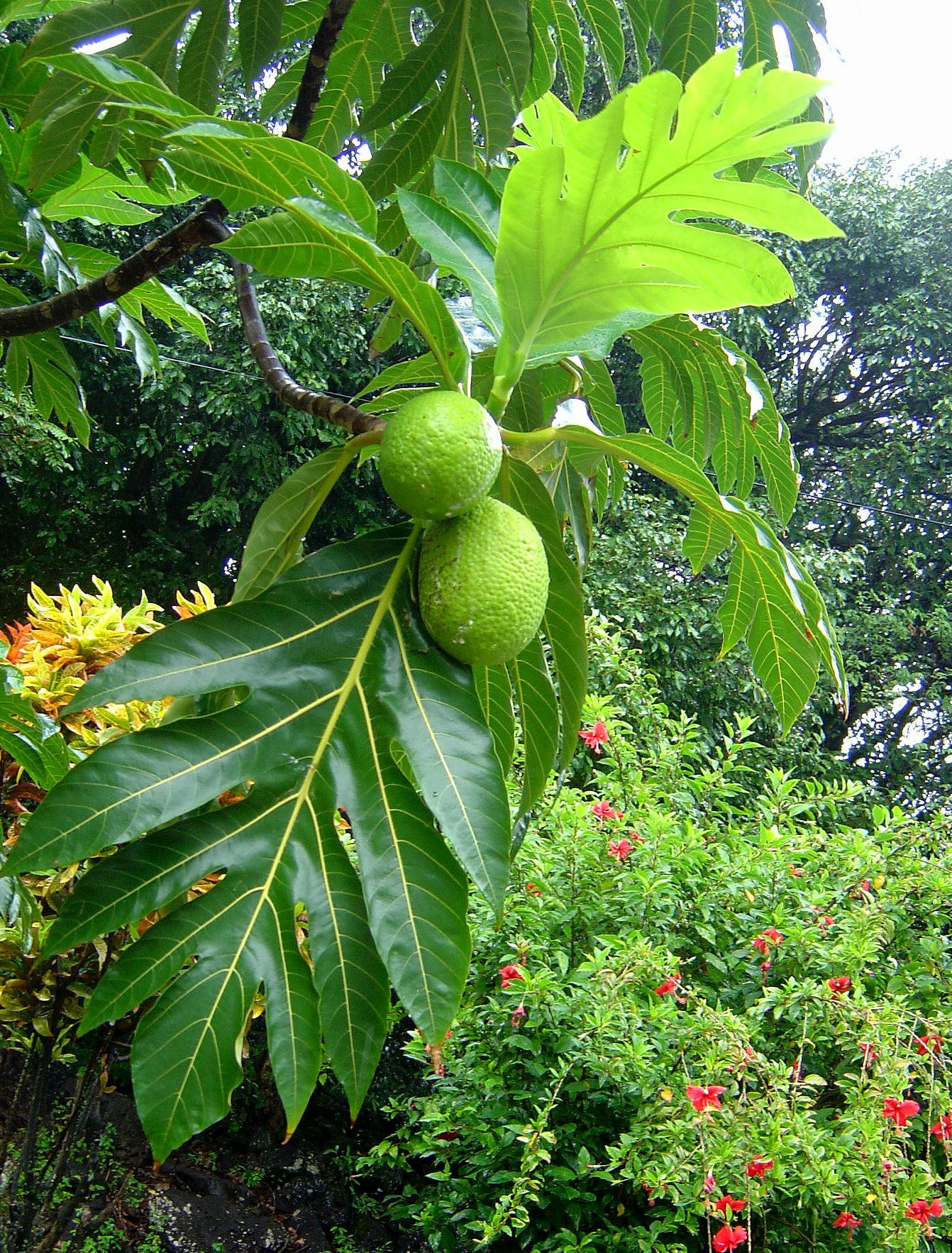 Artocarpus altilis image