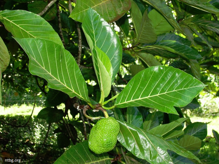 Artocarpus mariannensis image