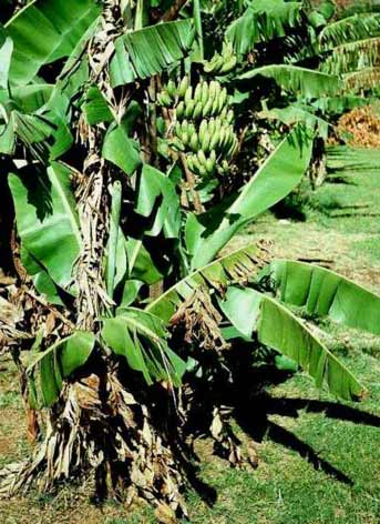 Musa sp. image