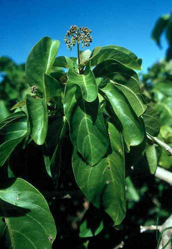 Pisonia grandis image